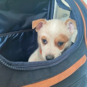 Meet your Posher, Abby